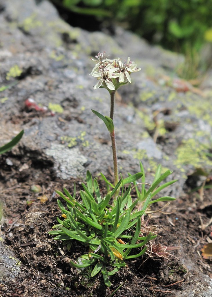 Saponaria lutea